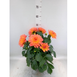 Dahlia DE 'XXL Aztec'   ...patio