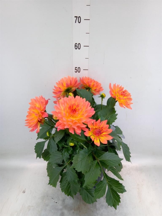 <h4>Dahlia DE 'XXL Aztec'   ...patio</h4>
