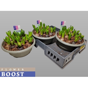 HYACIN PEAR GEM 3 KL