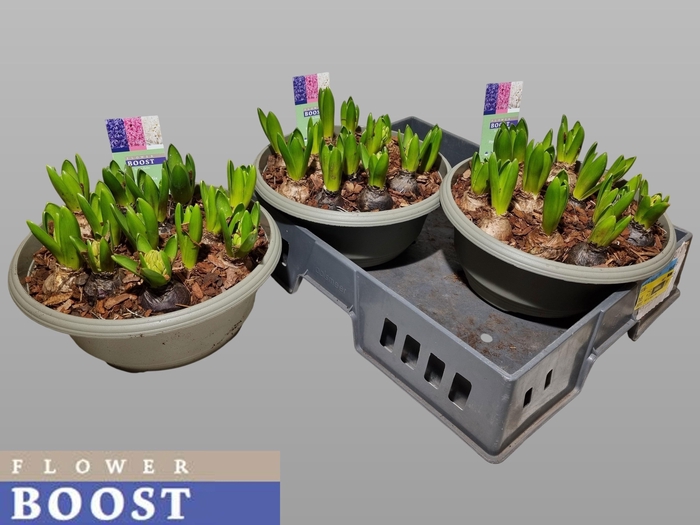 <h4>HYACIN PEAR GEM 3 KL</h4>