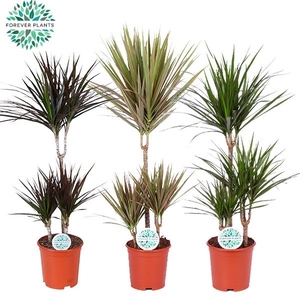 Dracaena Marginata mix p21