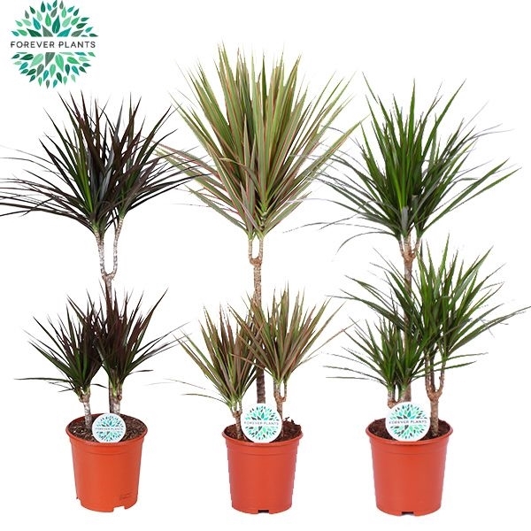 <h4>Dracaena Marginata mix p21</h4>