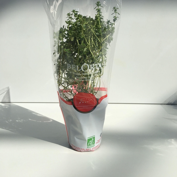 <h4>Tijm Citroen P9</h4>