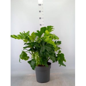 Philodendron bipinn. 'Little Hope'