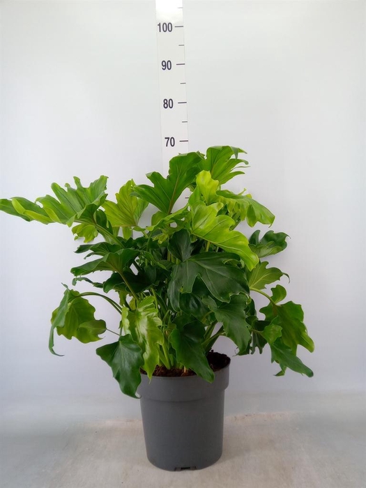 <h4>Philodendron bipinn. 'Little Hope'</h4>