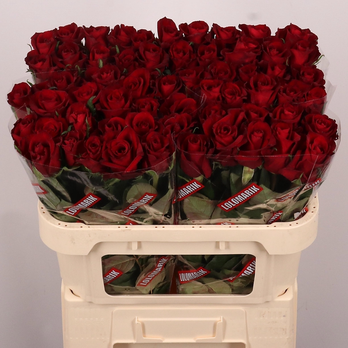 <h4>R GR EVER RED</h4>