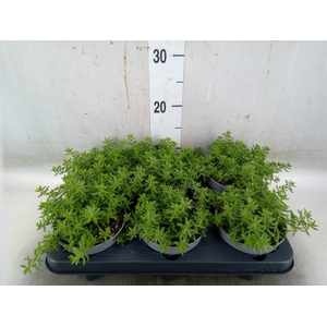 Sedum   ...
