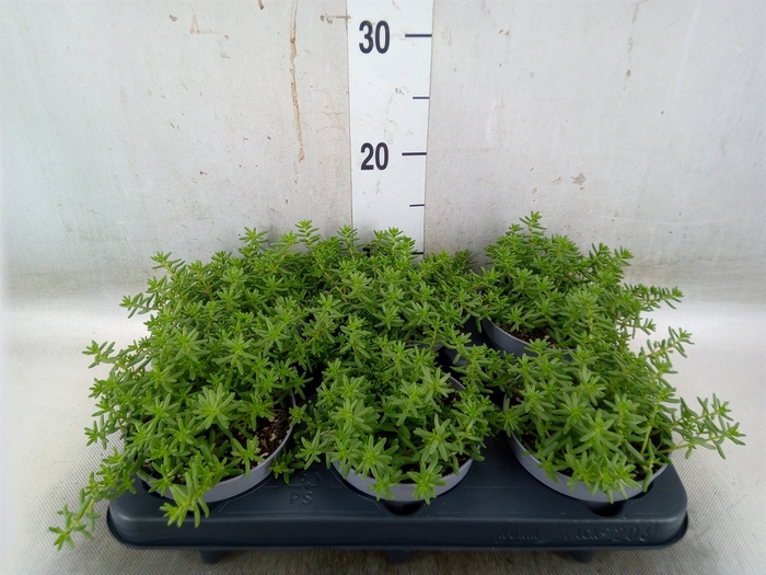 <h4>Sedum   ...</h4>
