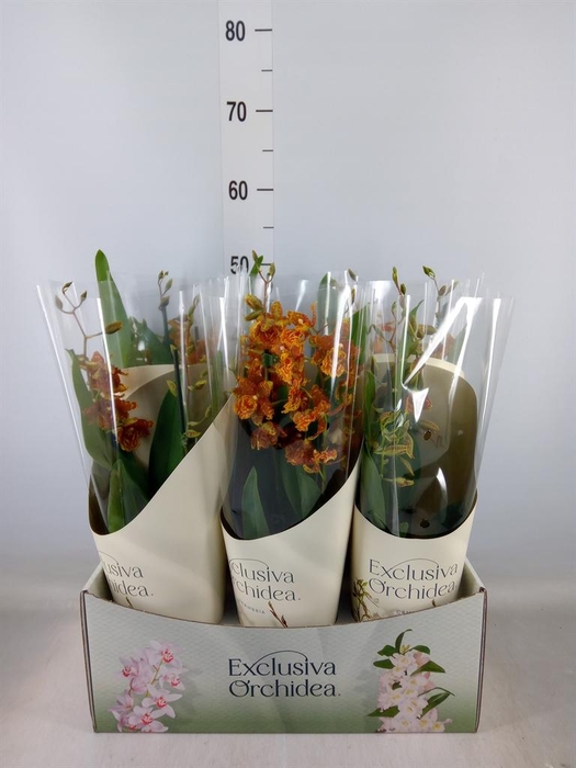 <h4>Orchideeen   ...</h4>