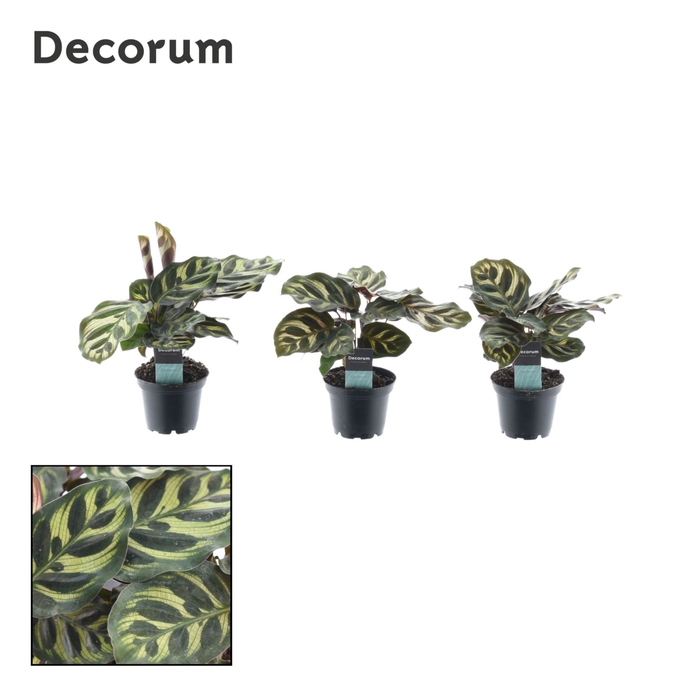 <h4>Calathea makoyana</h4>