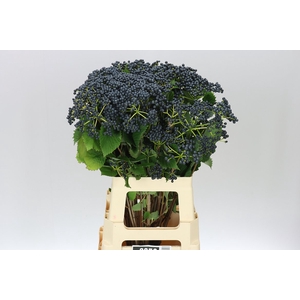 Viburnum Blueberry Hill