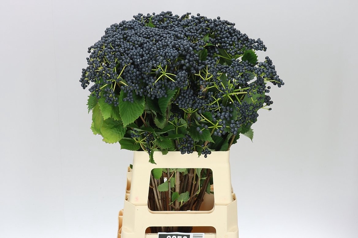 <h4>Viburnum Blueberry Hill</h4>