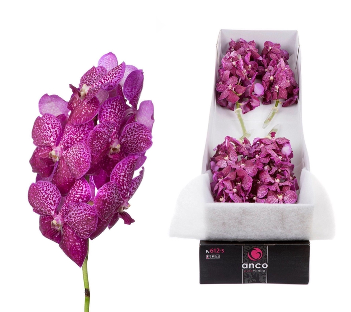<h4>Vanda 'Sunanda Magenta Glitter'</h4>