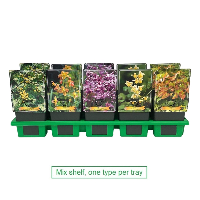 <h4>Epimedium grandiflorum</h4>