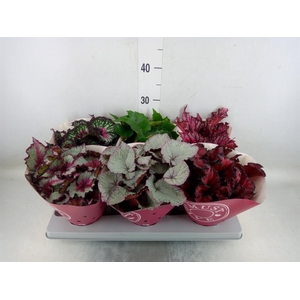 Begonia BD 'Beleaf' ...mix