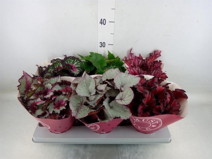<h4>Begonia BD 'Beleaf' ...mix</h4>