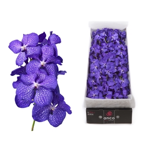 Vanda Magic Blue