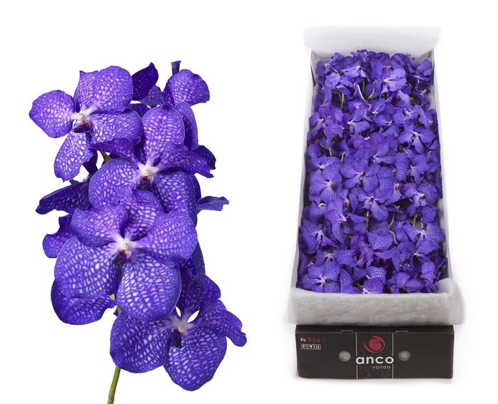 <h4>Vanda Magic Blue</h4>