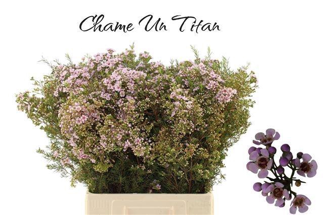 <h4>CHAME UN TITAN</h4>