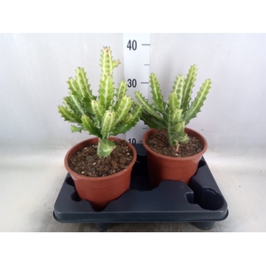 Euphorbia lactea