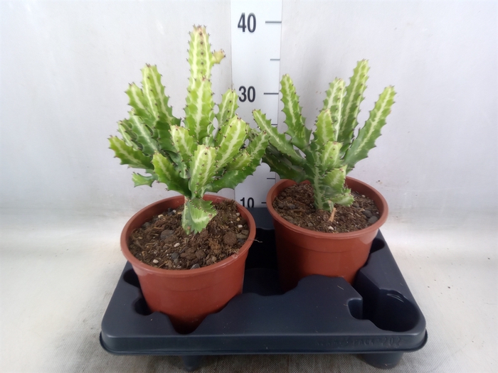 <h4>Euphorbia lactea</h4>