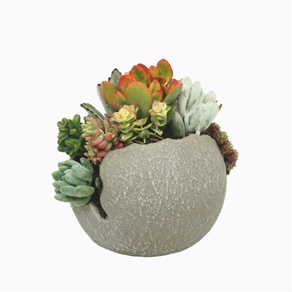 <h4>Succulent arrangement in globe pot 18 cm</h4>