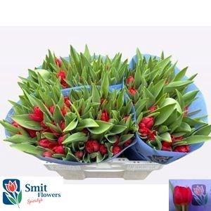 <h4>TU EN RED STONE</h4>