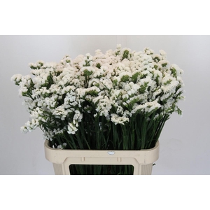 Limonium sinuatum 'Olga White'
