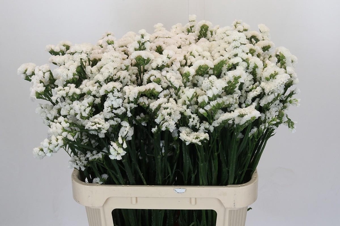 <h4>Limonium sinuatum 'Olga White'</h4>
