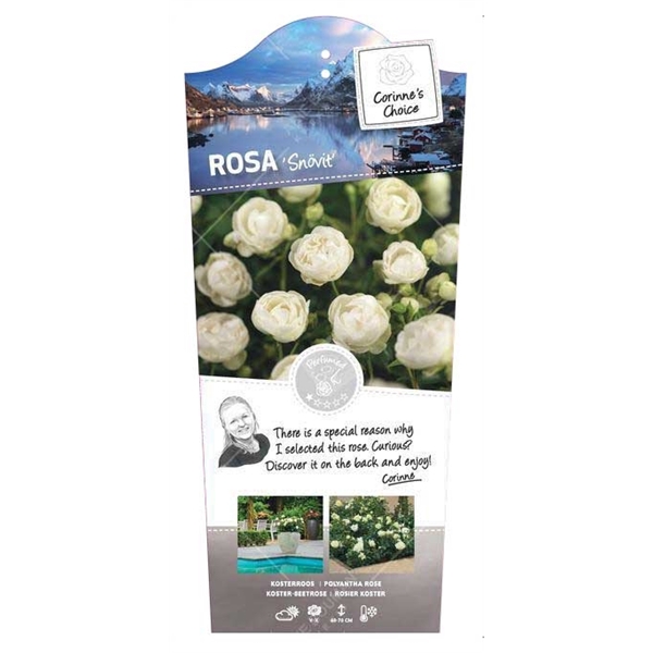 Rosa 'Snövit' - Struik - C3rp - Categorie 1