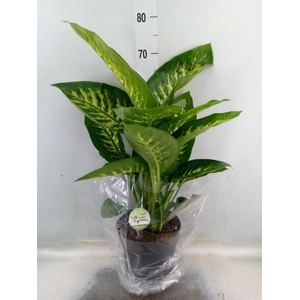 Dieffenbachia seg. 'Reeva'