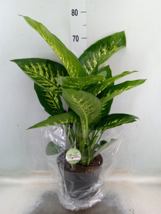 <h4>Dieffenbachia seg. 'Reeva'</h4>