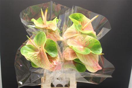 <h4>Anthurium Lucardi</h4>