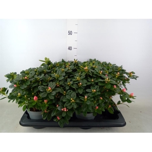 Rhododendron sim. 'Vogel Luntera'