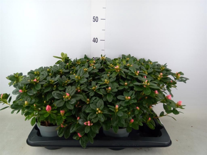 <h4>Rhododendron sim. 'Vogel Luntera'</h4>