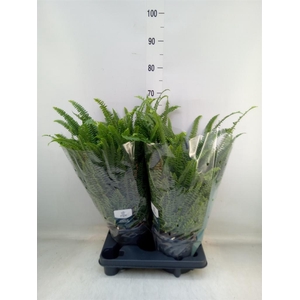 Nephrolepis exal. 'Green Lady'