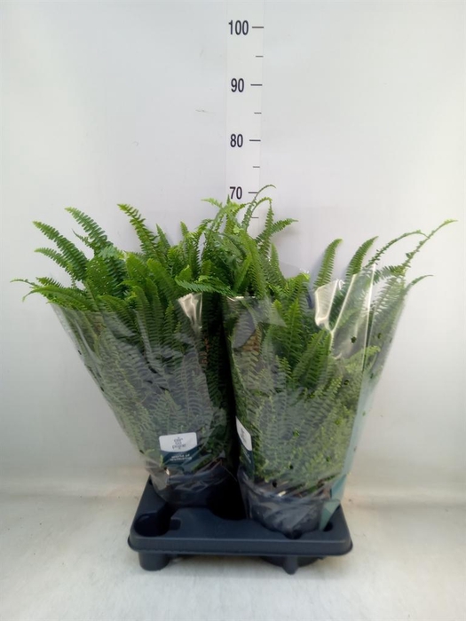 <h4>Nephrolepis exal. 'Green Lady'</h4>