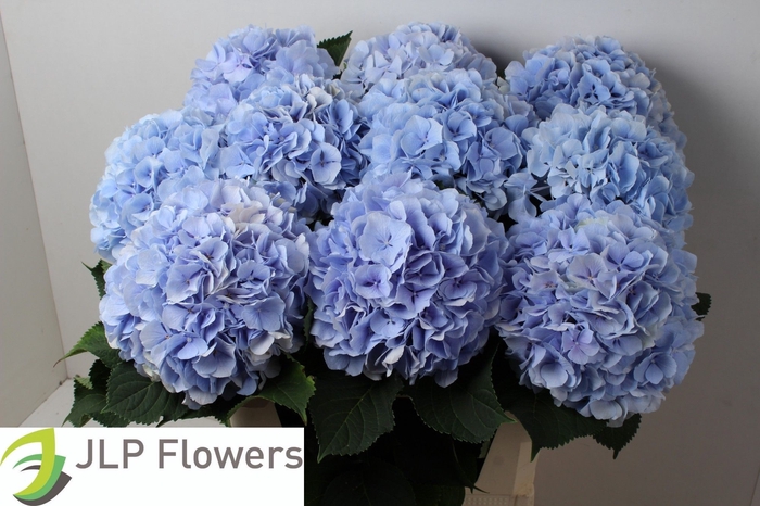<h4>HYDR M CH VERENA BL</h4>