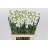 Matthiola incana 'White'