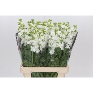 ŽŽŽ Matthiola incana 'White'