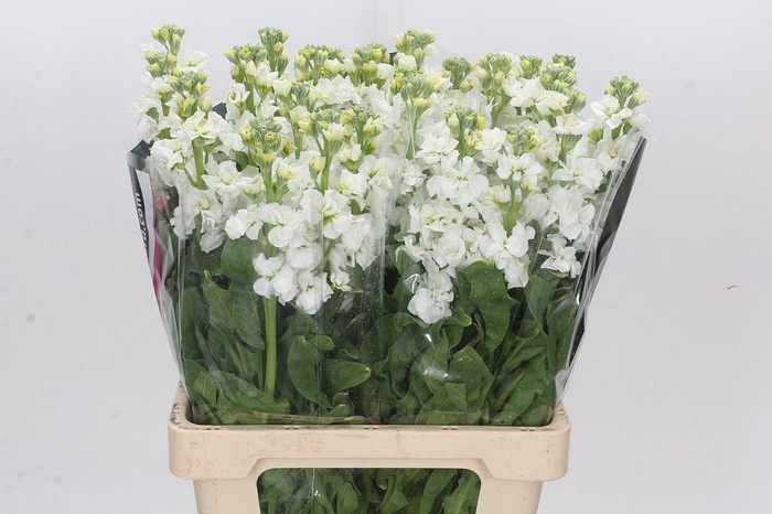 ŽŽŽ Matthiola incana 'White'