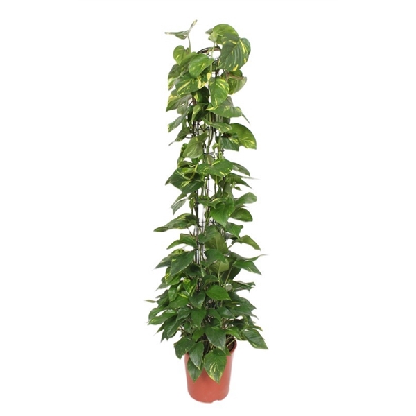 <h4>Epipremnum Aureum</h4>