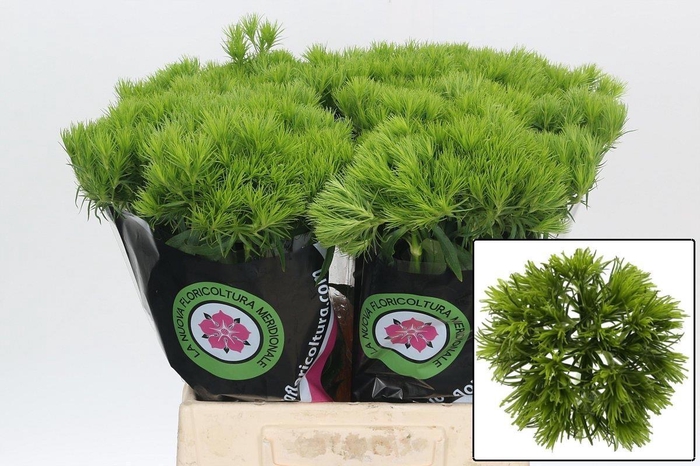 <h4>DI BARB KIWI MELLOW</h4>