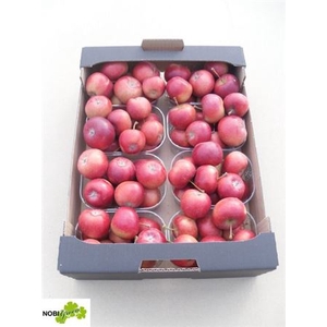 Sier Malusappel Red Groot X8