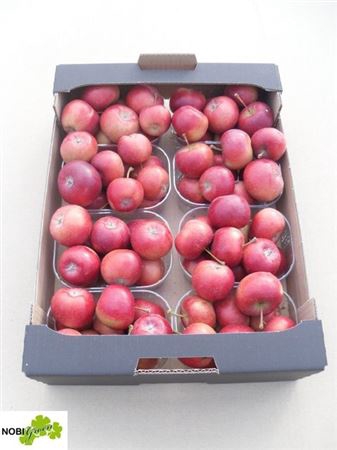 <h4>Sier Malusappel Red Groot X8</h4>