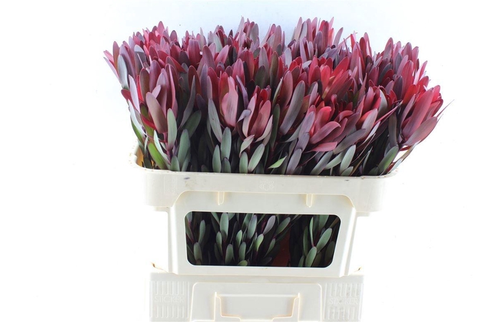 <h4>LEUCAD SAF SUNSET</h4>