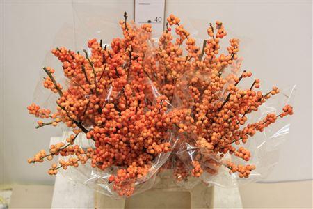 <h4>Ilex Ve Winter Gold</h4>