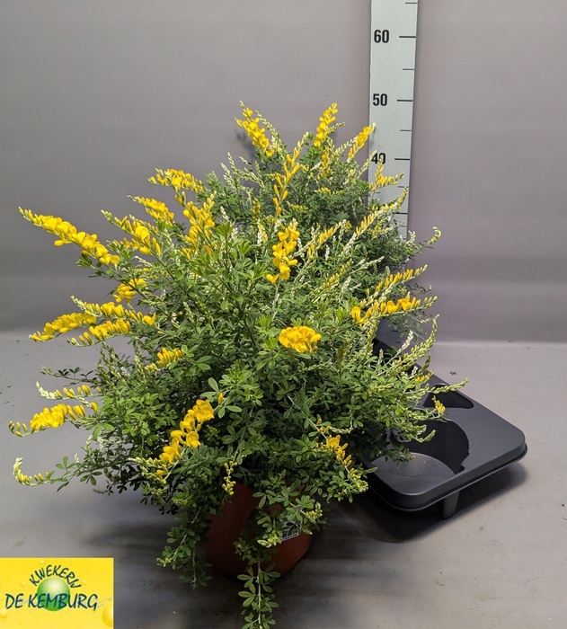 <h4>GENISTA X SP</h4>