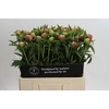 Paeonia Coral Charm