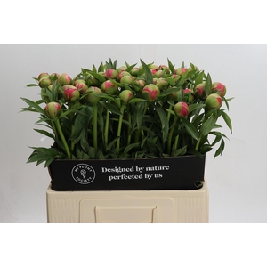 Paeonia Coral Charm